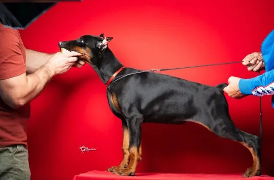 Doberman Piękne zarejestrowane szczenięta na sprzedaż, Mazowieckie, Warszawa