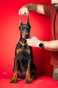 Doberman Piękne zarejestrowane szczenięta na sprzedaż, Mazowieckie, Warszawa