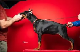 Doberman Piękne zarejestrowane szczenięta na sprzedaż