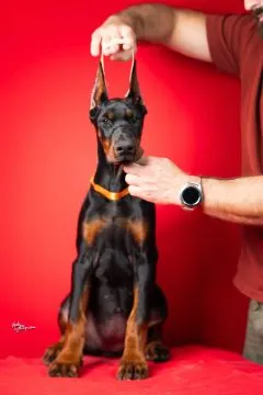 Doberman Piękne zarejestrowane szczenięta na sprzedaż, Mazowieckie, Warszawa