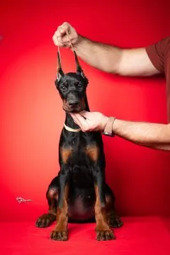 Doberman Piękne zarejestrowane szczenięta na sprzedaż, Mazowieckie, Warszawa