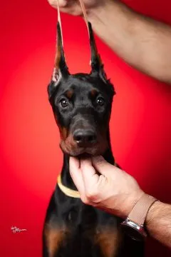 Doberman Piękne zarejestrowane szczenięta na sprzedaż, Mazowieckie, Warszawa