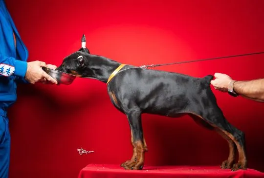 Doberman Piękne zarejestrowane szczenięta na sprzedaż, Mazowieckie, Warszawa