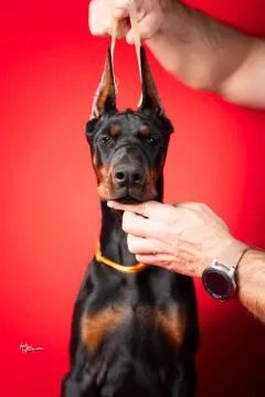 Doberman Piękne zarejestrowane szczenięta na sprzedaż, Mazowieckie, Warszawa