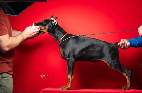 Doberman Piękne zarejestrowane szczenięta na sprzedaż