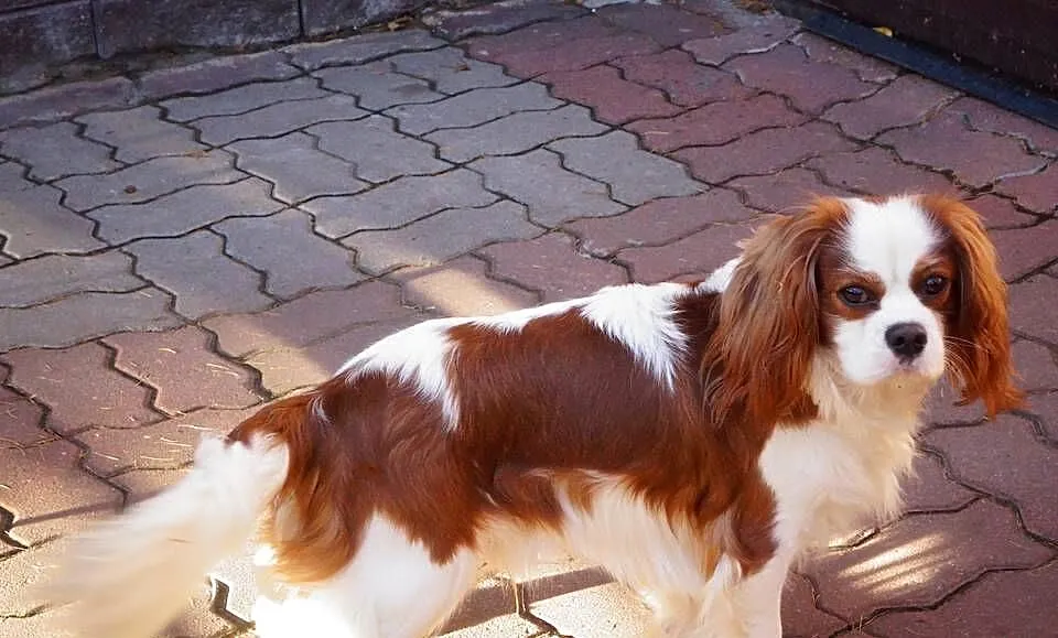 cavalier king charles spaniel, Mazowieckie, Radom