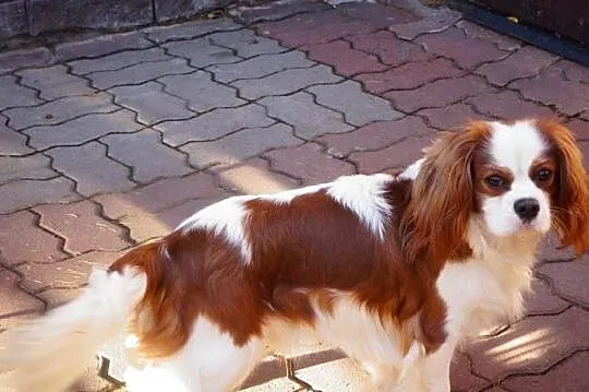 cavalier king charles spaniel, Mazowieckie, Radom