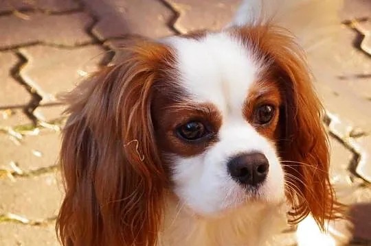 cavalier king charles spaniel, Mazowieckie, Radom