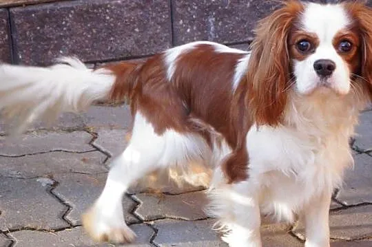 cavalier king charles spaniel, Mazowieckie, Radom