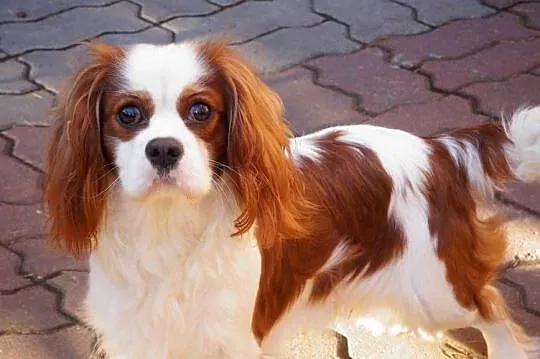 cavalier king charles spaniel, Mazowieckie, Radom