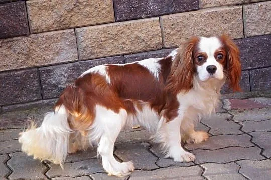 cavalier king charles spaniel, Mazowieckie, Radom