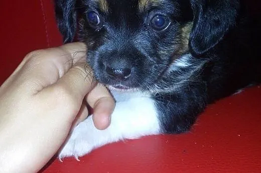 Mania i Niusia 8 tyg sunie,adopcja!!,  świętokrzys