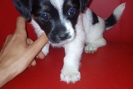 Mania i Niusia 8 tyg sunie,adopcja!!,  świętokrzys