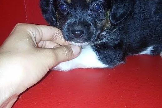 Mania i Niusia 8 tyg sunie,adopcja!!,  świętokrzys