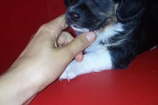 Mania i Niusia 8 tyg sunie,adopcja!!,  świętokrzys