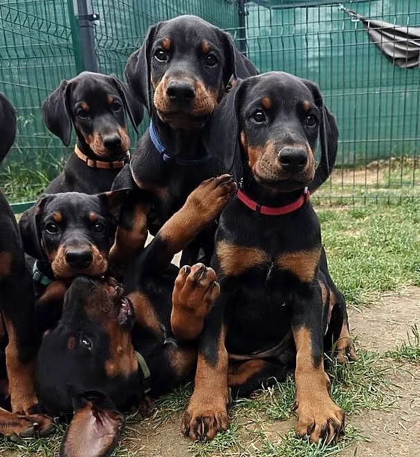 Szczenięta dobermana po Championie z doskonałym rodowodem (FCI) ZKwP, Lubelskie, Lublin