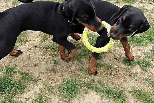 Szczenięta dobermana po Championie z doskonałym rodowodem (FCI) ZKwP, Lubelskie, Lublin