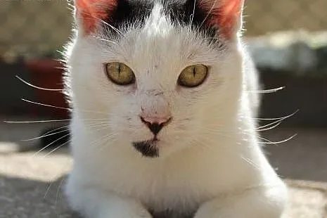 Zorba - kot łakomczuch ,  dolnośląskie Głogów
