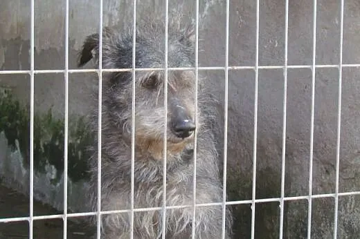 Sznupik - sznaucerkowaty psiak czeka w schronisku,