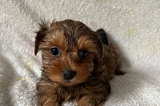 Yorkshire terrier sunia, Mazowieckie, Warszawa