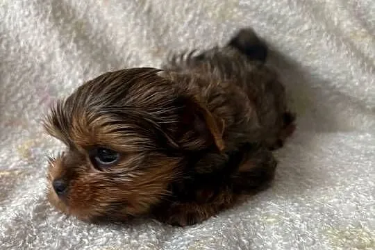 Yorkshire terrier sunia, Mazowieckie, Warszawa