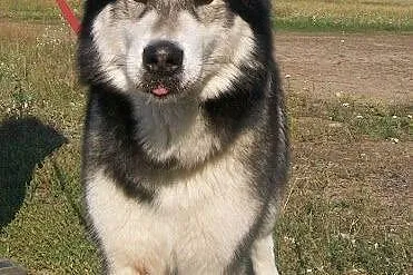 ZIBI - super pies, alaskan któremu dom zaginął ADOPCJA, Kundelki cała Polska