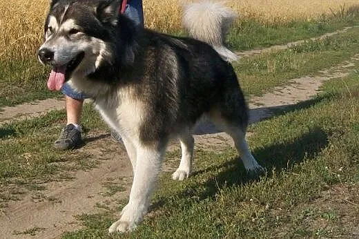 ZIBI - super pies, alaskan któremu dom zaginął ADO
