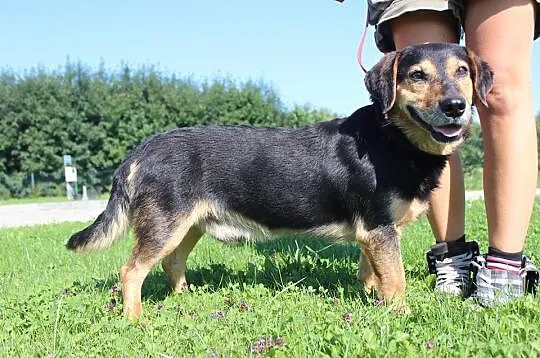 Nieduży Gumiś pilnie szuka domu (choćby tymczasowe