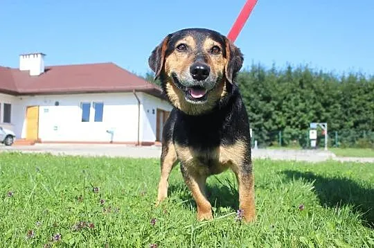 Nieduży Gumiś pilnie szuka domu (choćby tymczasowe