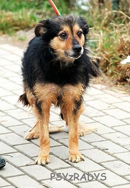 KORAL młody, skory do zabaw, pogodny lecz zaniedba