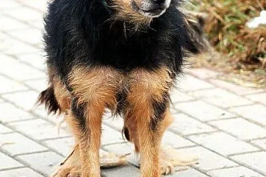 KORAL młody, skory do zabaw, pogodny lecz zaniedba