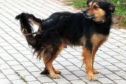 KORAL młody, skory do zabaw, pogodny lecz zaniedba