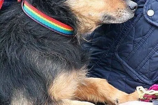 KORAL młody, skory do zabaw, pogodny lecz zaniedba