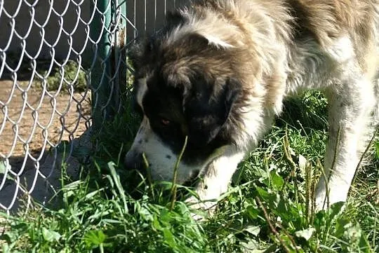 Dumny, piękny Dunaj, mix BERNARDYN ADOPCJA