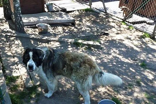 Dumny, piękny Dunaj, mix BERNARDYN ADOPCJA