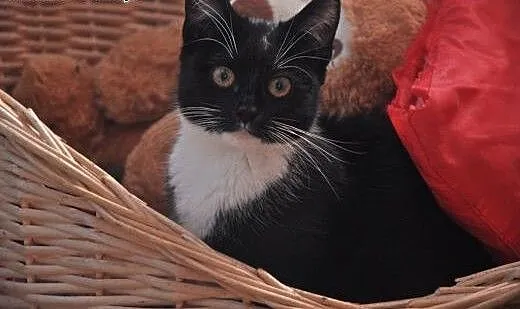 Tosia - 7 mies. piękna kicia do adopcji!, dolnośl