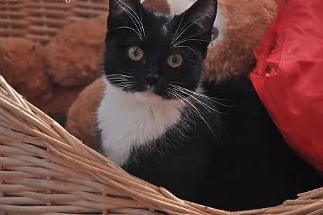 Tosia - 7 mies. piękna kicia do adopcji!,  dolnośl