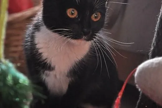 Tosia - 7 mies. piękna kicia do adopcji!,  dolnośl