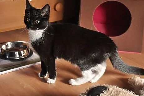 Tosia - 7 mies. piękna kicia do adopcji!,  dolnośl