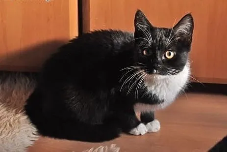 Tosia - 7 mies. piękna kicia do adopcji!,  dolnośl