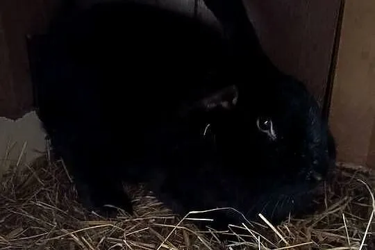 Sprzedam samice wiedyńską, Śląskie, Miedźna