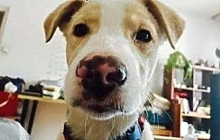 Wesolutek BEZIK poleca się do adopcji :), mazowie