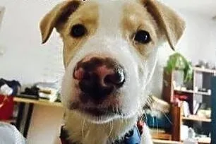Wesolutek BEZIK poleca się do adopcji :),  mazowie