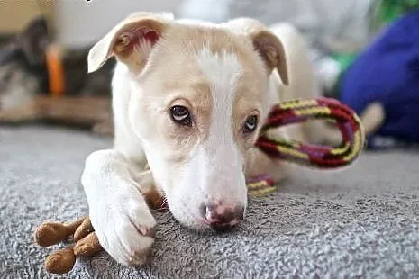 Wesolutek BEZIK poleca się do adopcji :),  mazowie