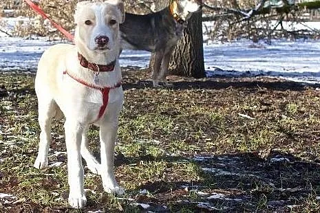 Wesolutek BEZIK poleca się do adopcji :),  mazowie