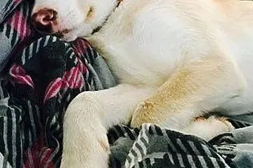 Wesolutek BEZIK poleca się do adopcji :),  mazowie