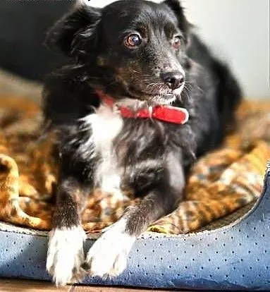 BLACKY - delikatny i wrażliwy, kochany psiak do adopcji, mazowieckie Warszawa, Mazowieckie, Warszawa