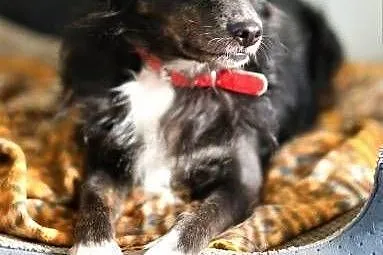 BLACKY - delikatny i wrażliwy, kochany psiak do adopcji,  mazowieckie Warszawa, Mazowieckie, Warszawa