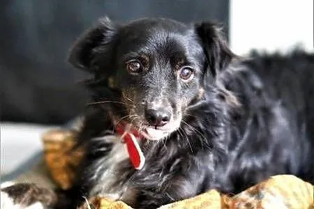 BLACKY - delikatny i wrażliwy, kochany psiak do adopcji,  mazowieckie Warszawa, Mazowieckie, Warszawa