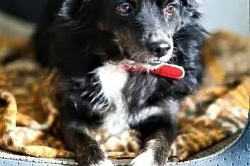 BLACKY - delikatny i wrażliwy, kochany psiak do adopcji,  mazowieckie Warszawa, Mazowieckie, Warszawa